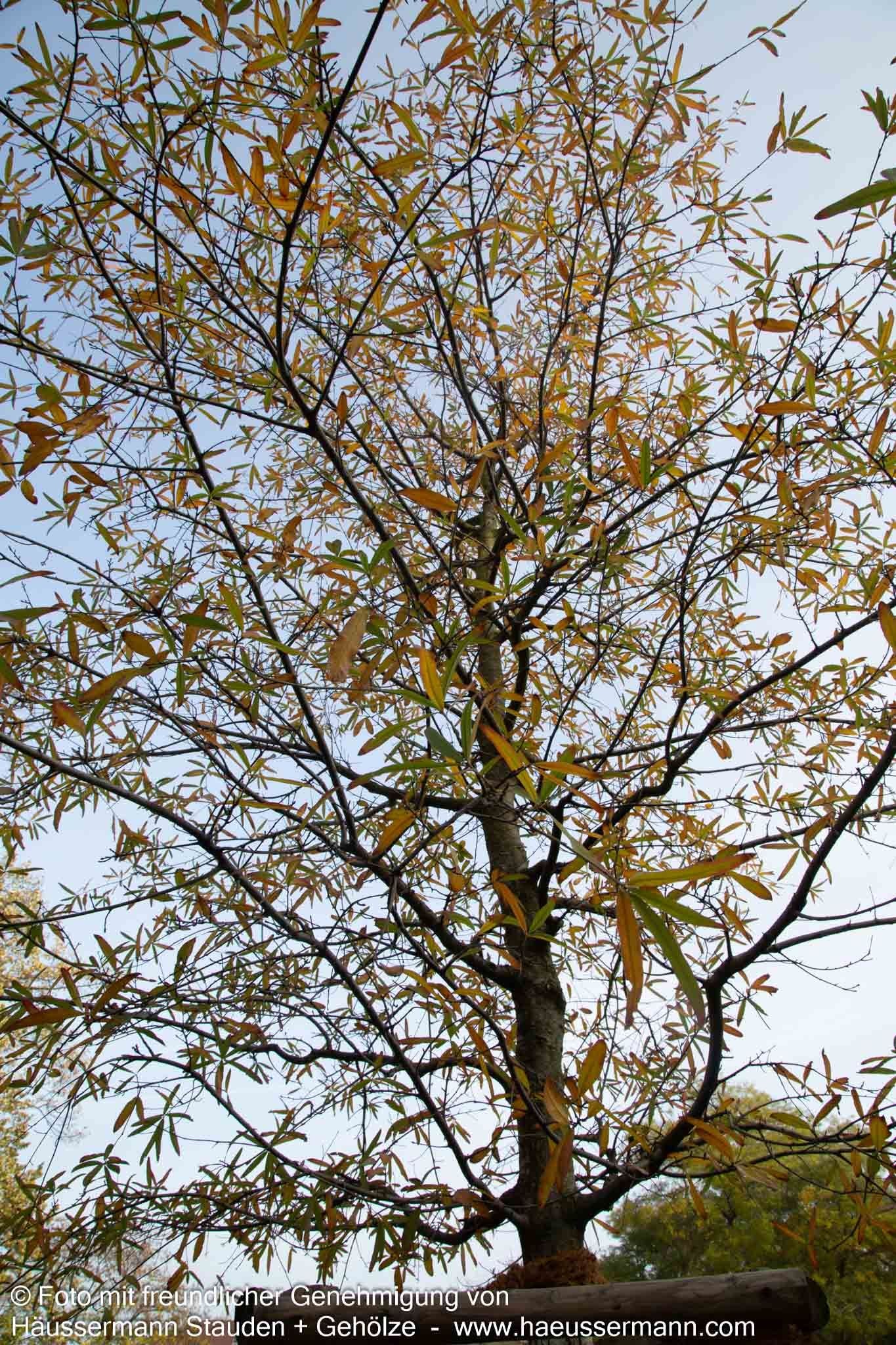 Weiden-Eiche (Quercus phellos)