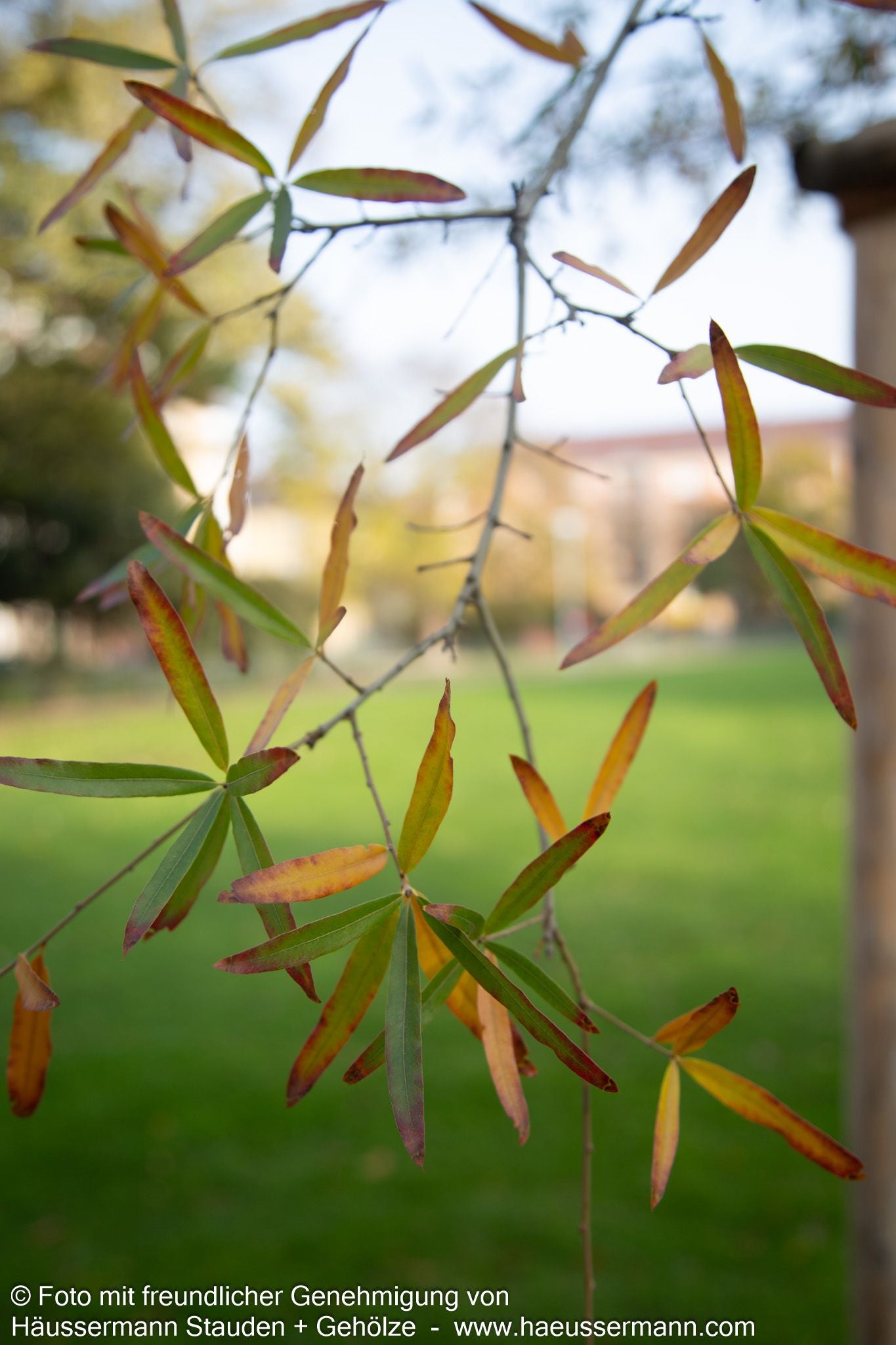 Weiden-Eiche (Quercus phellos)