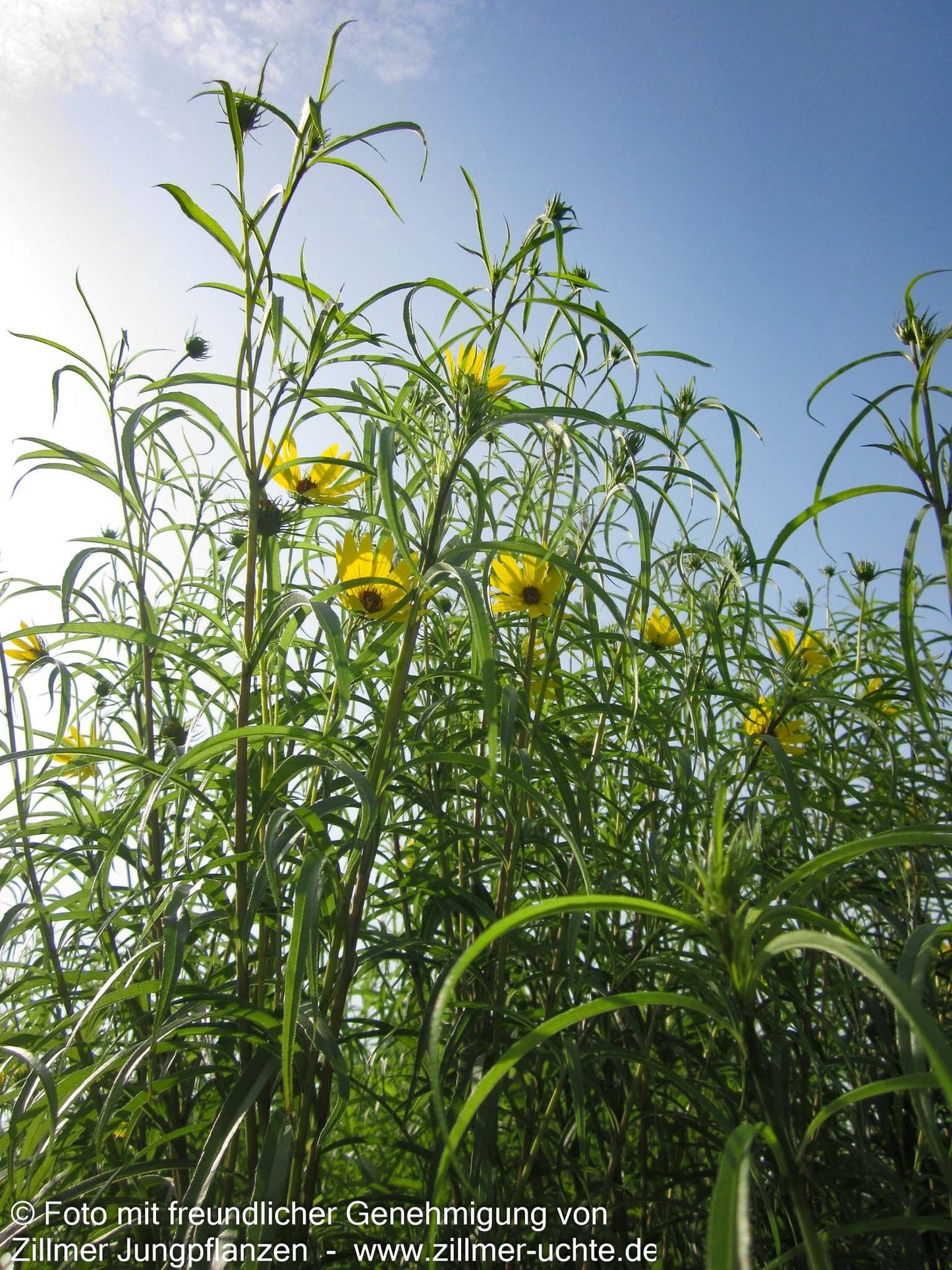 Weidenblättrige Sonnenblume (Helianthus salicifolius var.orgyalis)