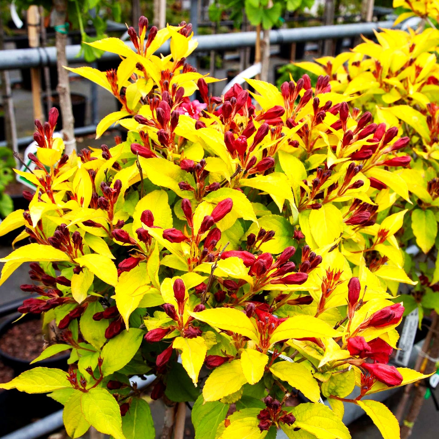 Weigelie 'Briant Rubidor' (Weigela x cult.)