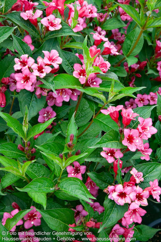 Weigelie 'Bristol Ruby' (Weigela x cult.)