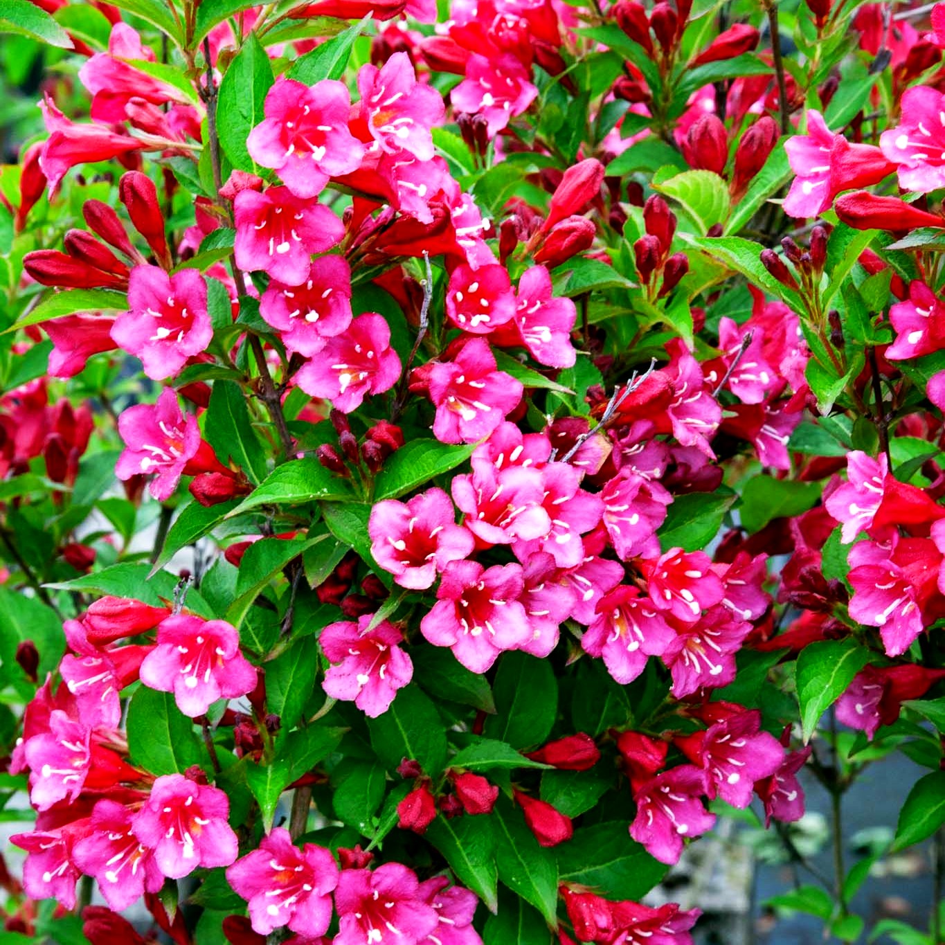 Weigelie 'Eva Rathke' (Weigela x cult.)