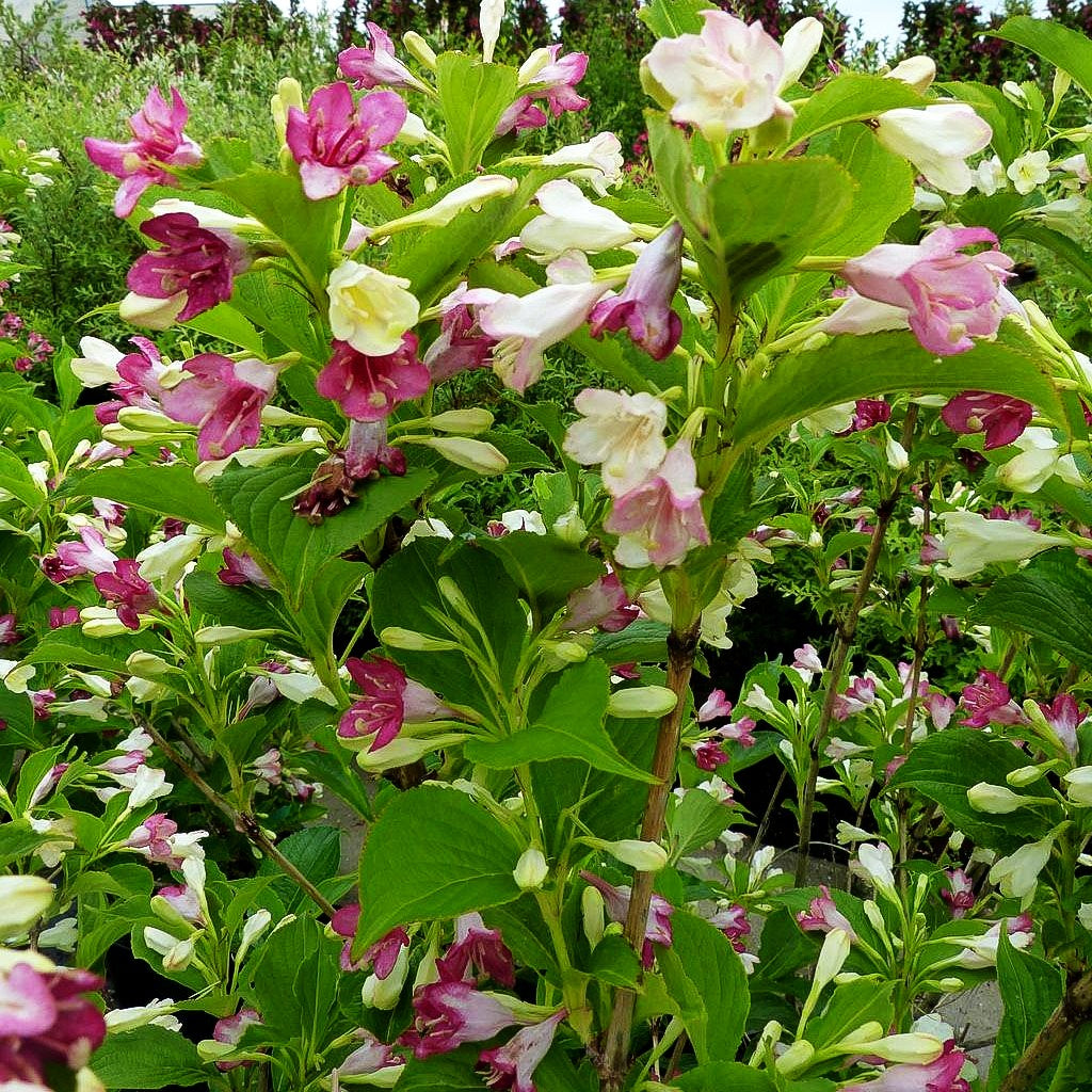 Weigelie 'Majorie' (Weigela florida)