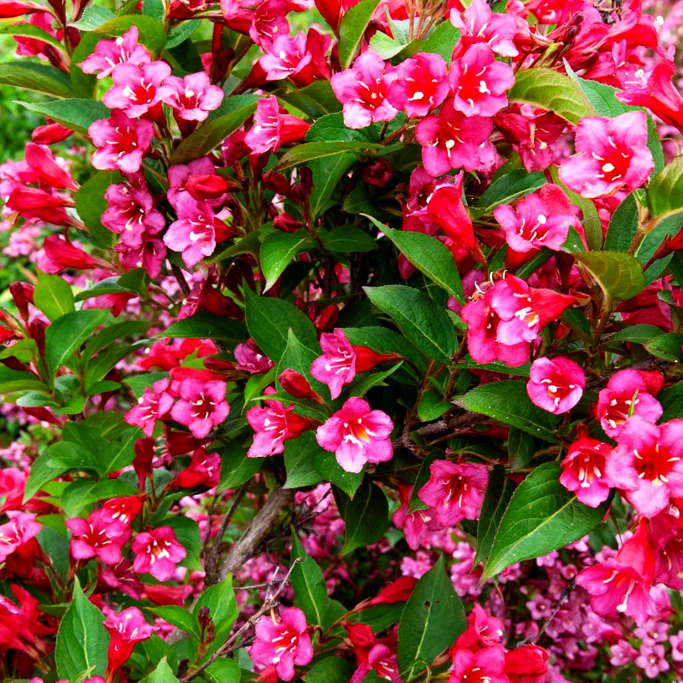 Weigelie 'Red Prince' (Weigela x cult.)