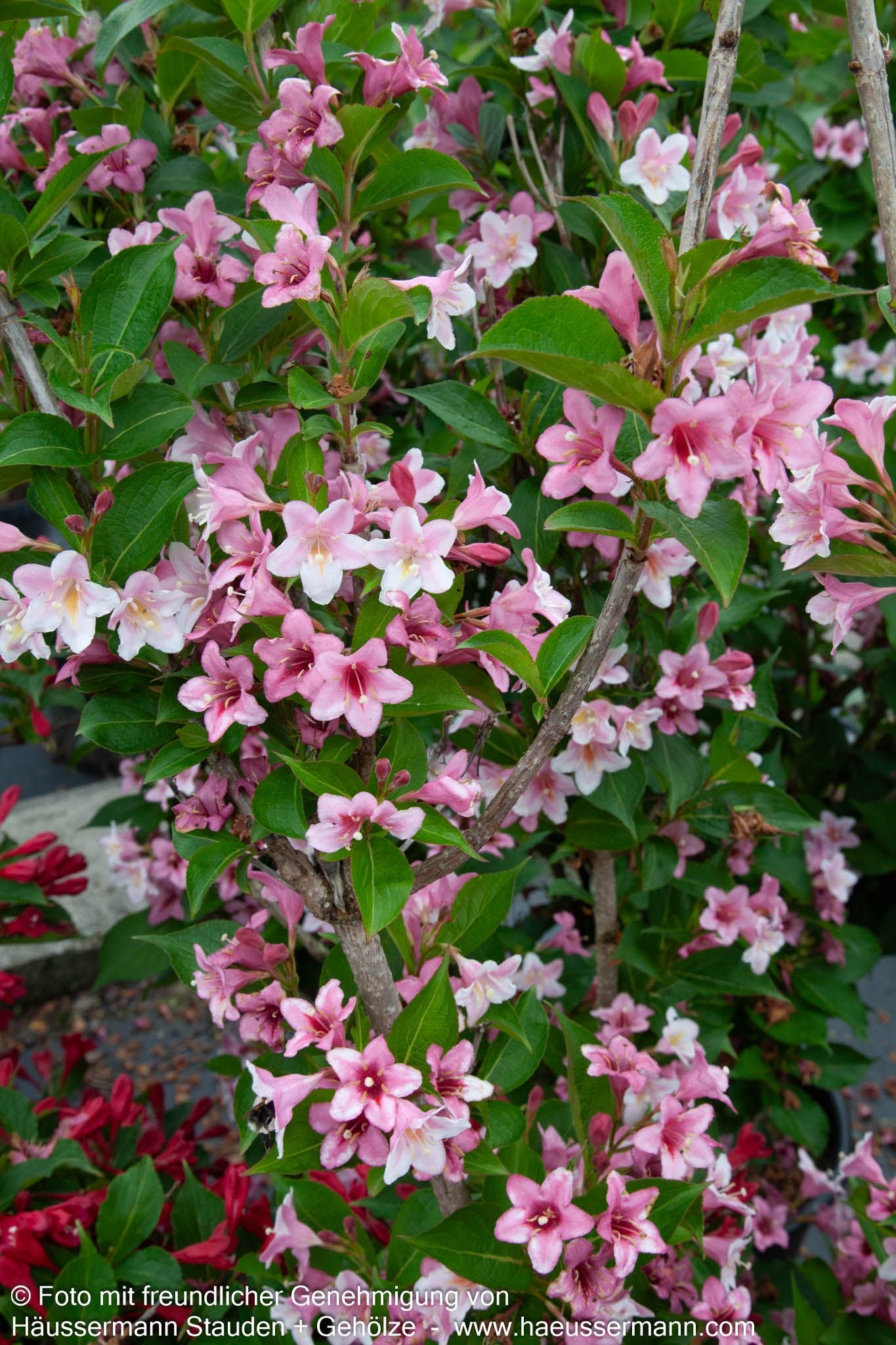Weigelie 'Rosea' (Weigela x cult.)