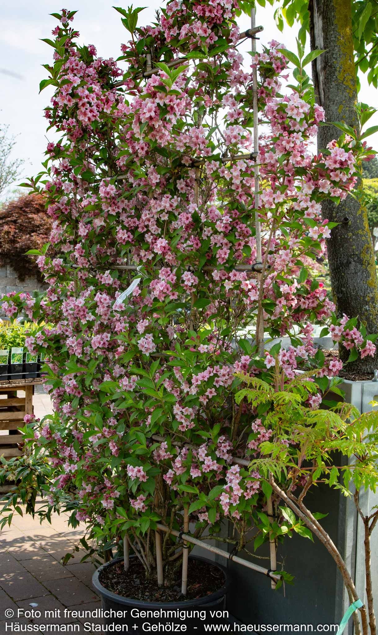 Weigelie 'Rosea' (Weigela x cult.)