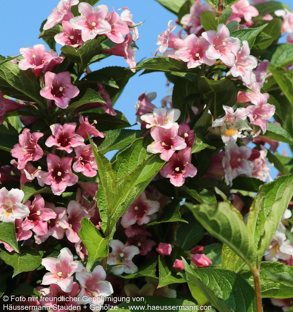 Weigelie 'Rosea' (Weigela x cult.)