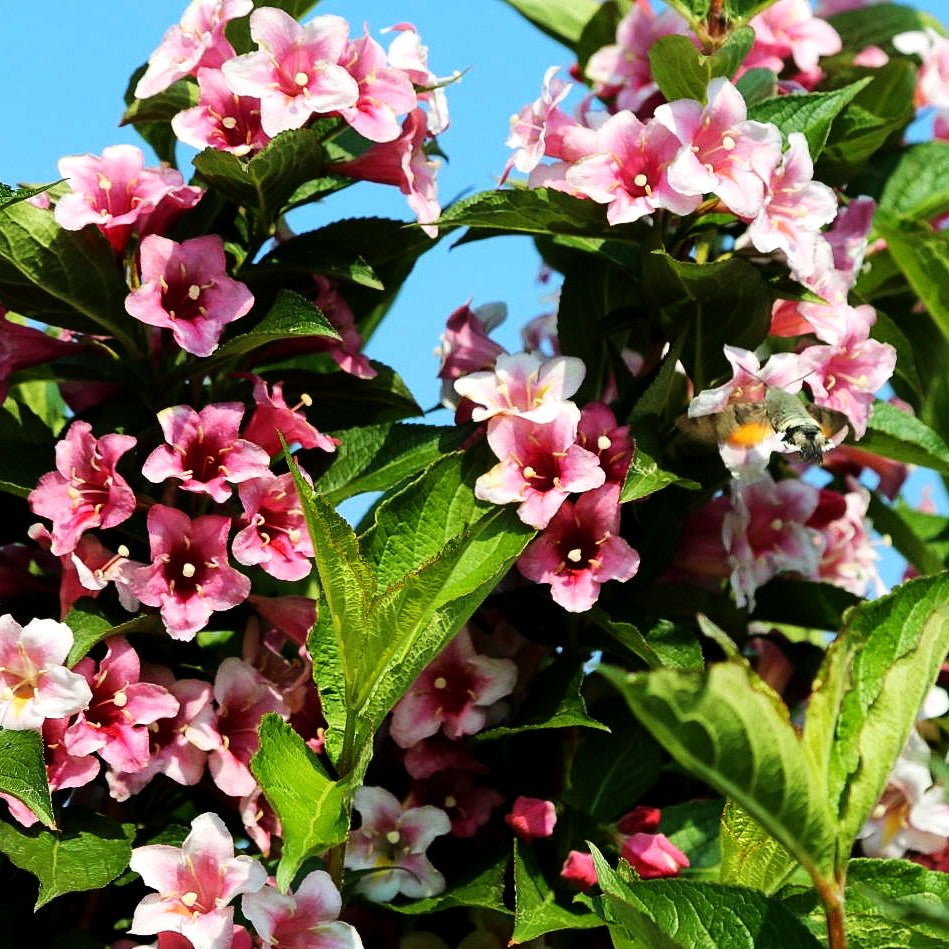 Weigelie 'Rosea' (Weigela x cult.)