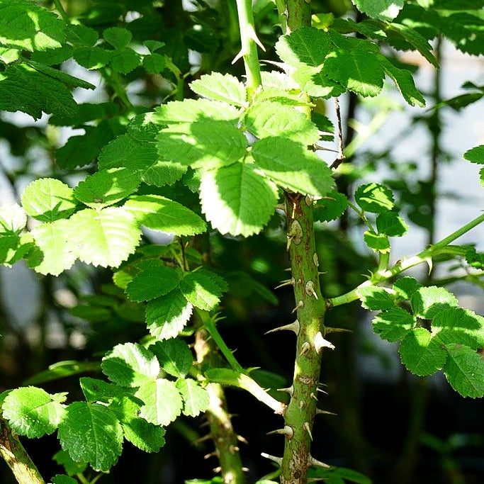 Wein-Rose (Rosa rubiginosa)