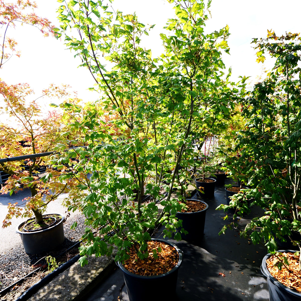 Weinahorn (Acer circinatum)