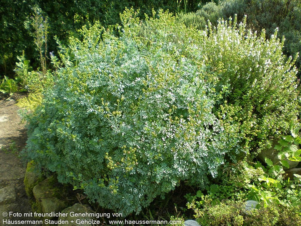 Weinraute (Ruta graveolens)