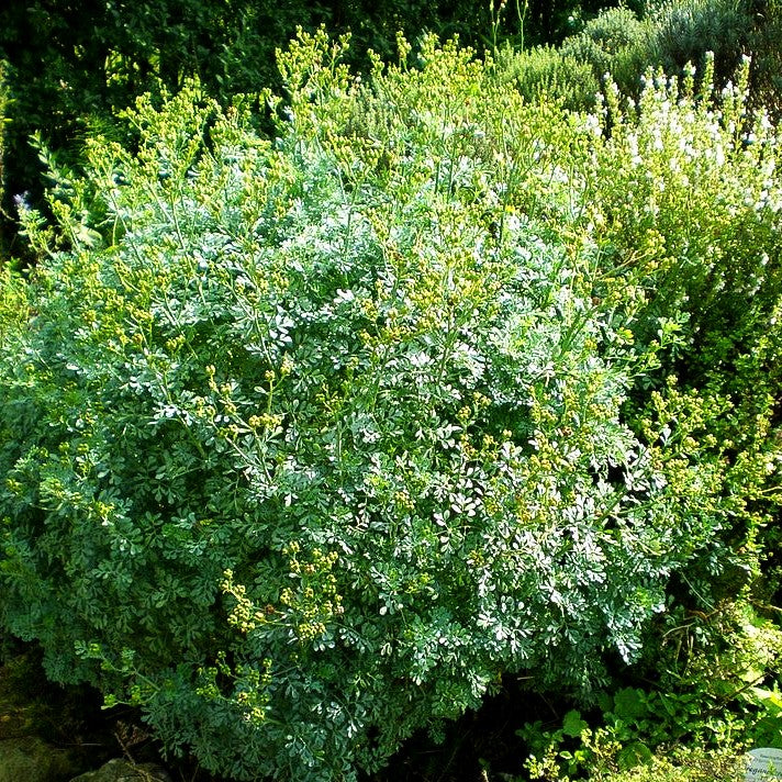 Weinraute (Ruta graveolens)