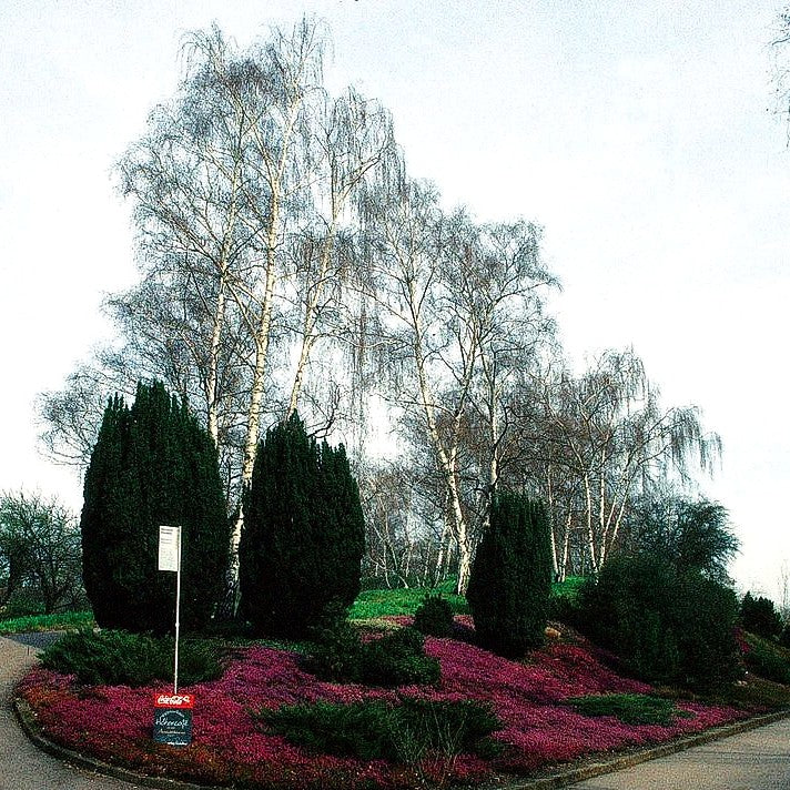 Weiß-Birke (Betula pendula)