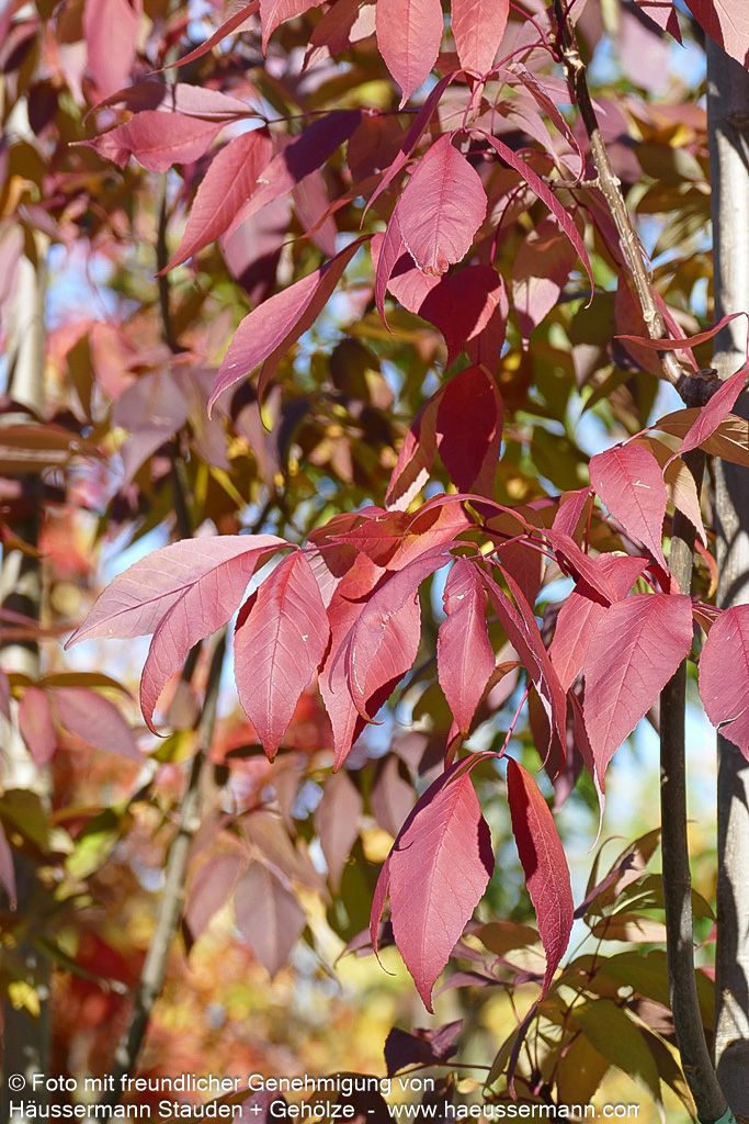 Weiß-Esche 'Autumn Purple' (Fraxinus americana)