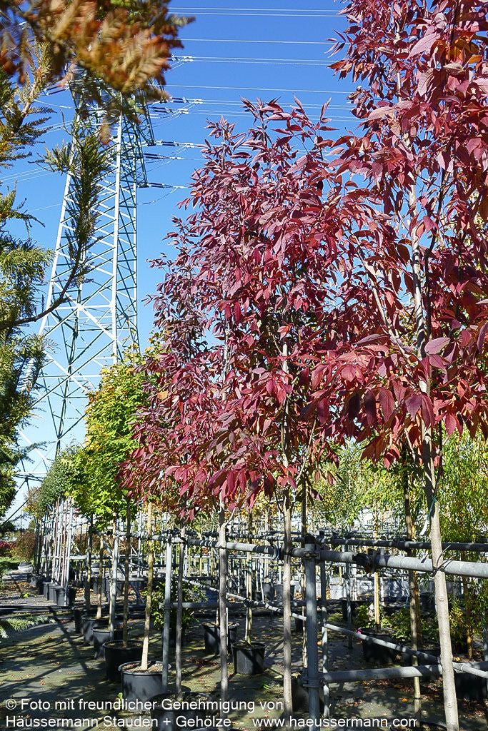 Weiß-Esche 'Autumn Purple' (Fraxinus americana)