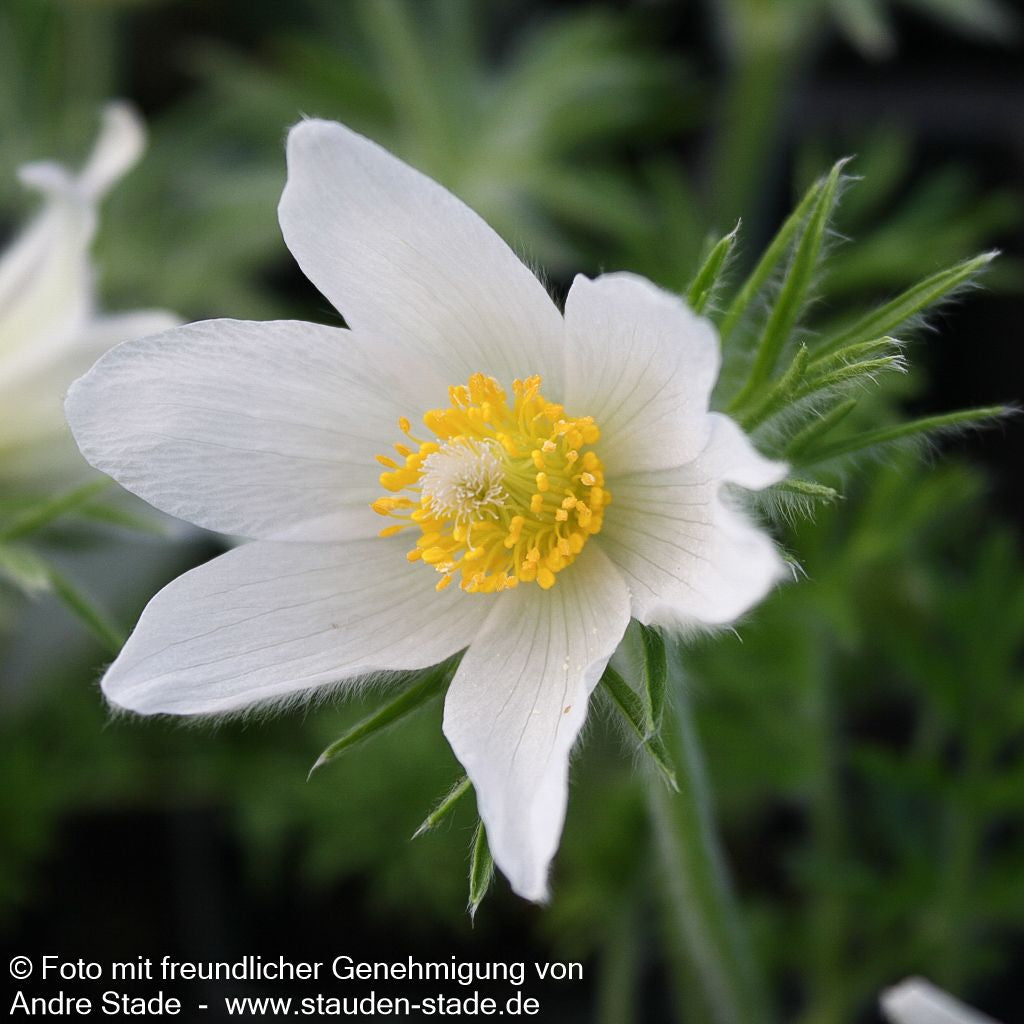 Weißblühende Kuhschelle 'Alba' (Pulsatilla vulgaris)