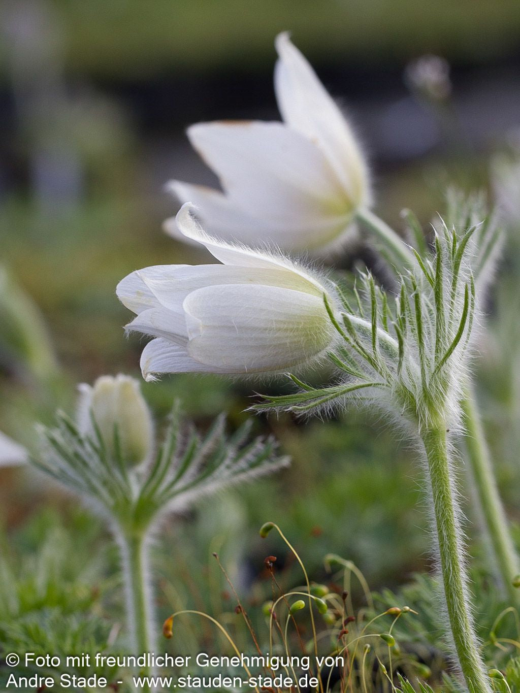 Weißblühende Kuhschelle 'Alba' (Pulsatilla vulgaris)