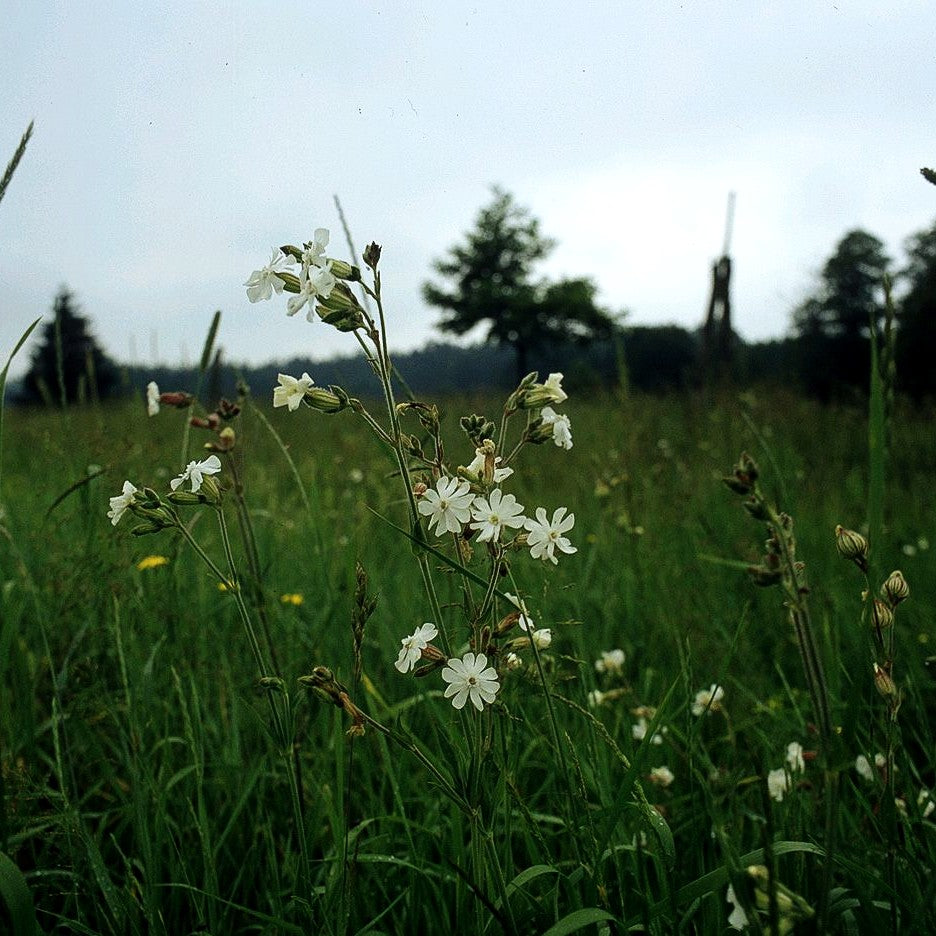 Weißblühende Lichtnelke (Silene latifolia ssp.alba)