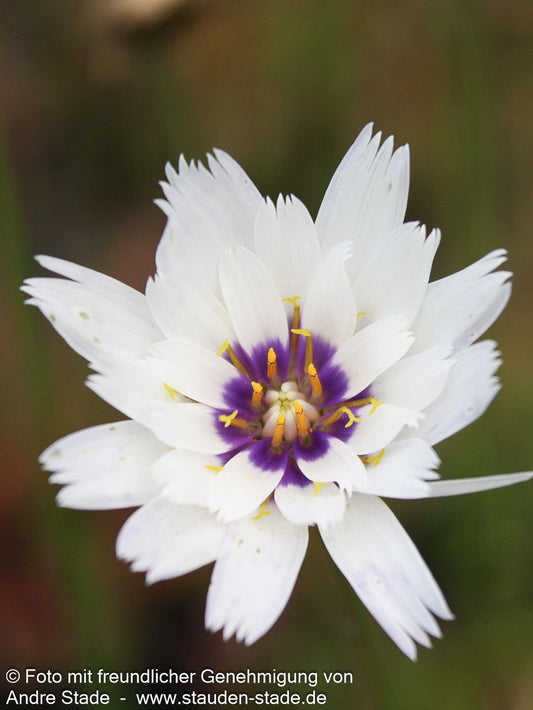 Weißblühende Rasselblume 'Alba' (Catananche caerulea)