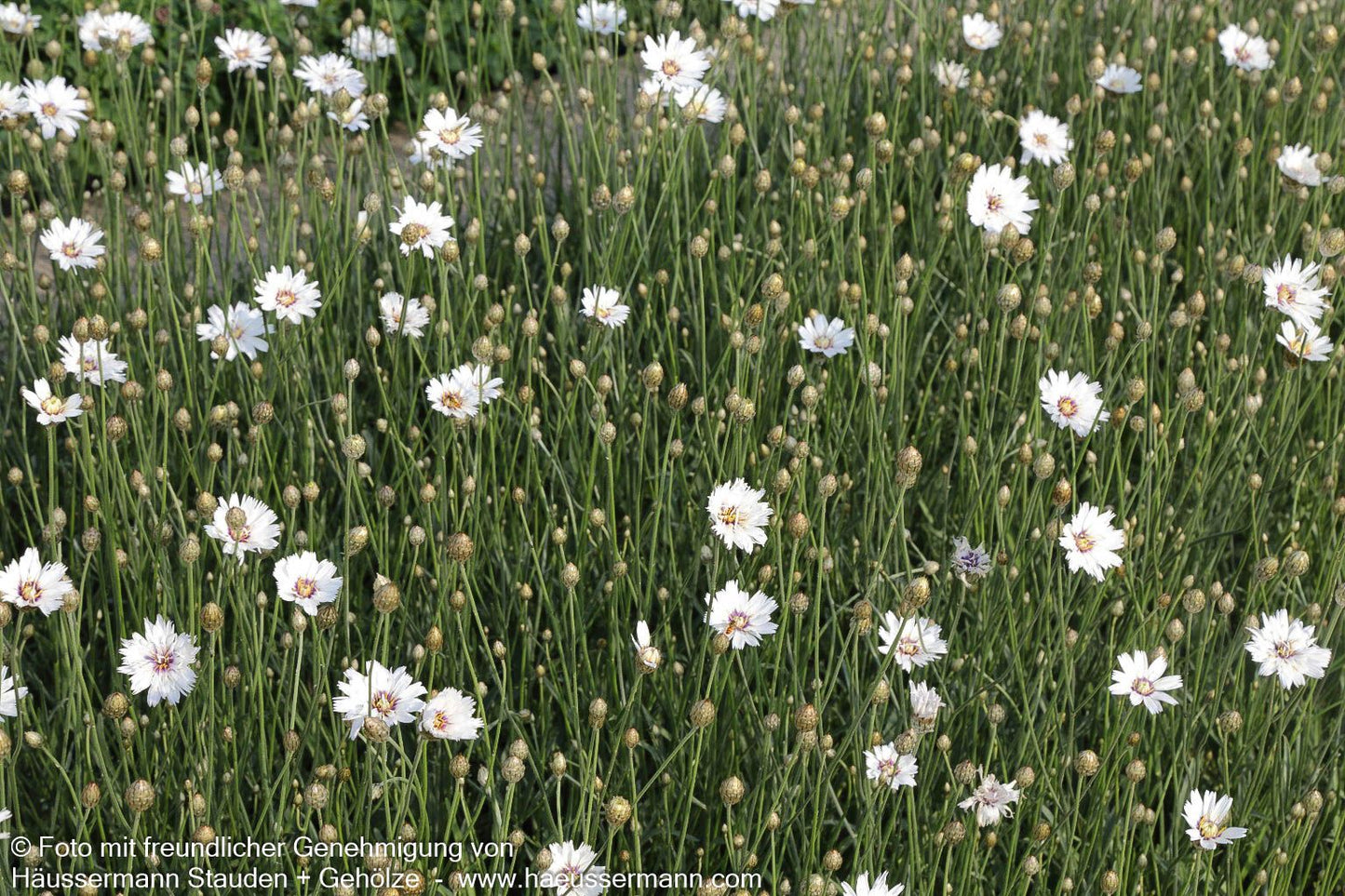 Weißblühende Rasselblume 'Alba' (Catananche caerulea)