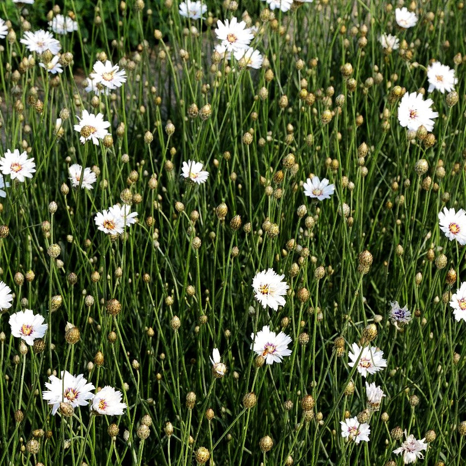 Weißblühende Rasselblume 'Alba' (Catananche caerulea)