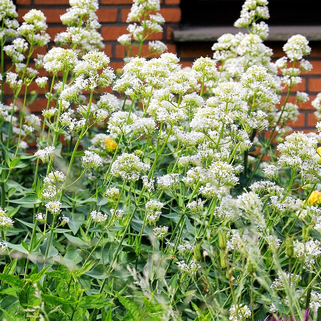 Weißblühende Spornblume 'Albus' (Centranthus ruber)