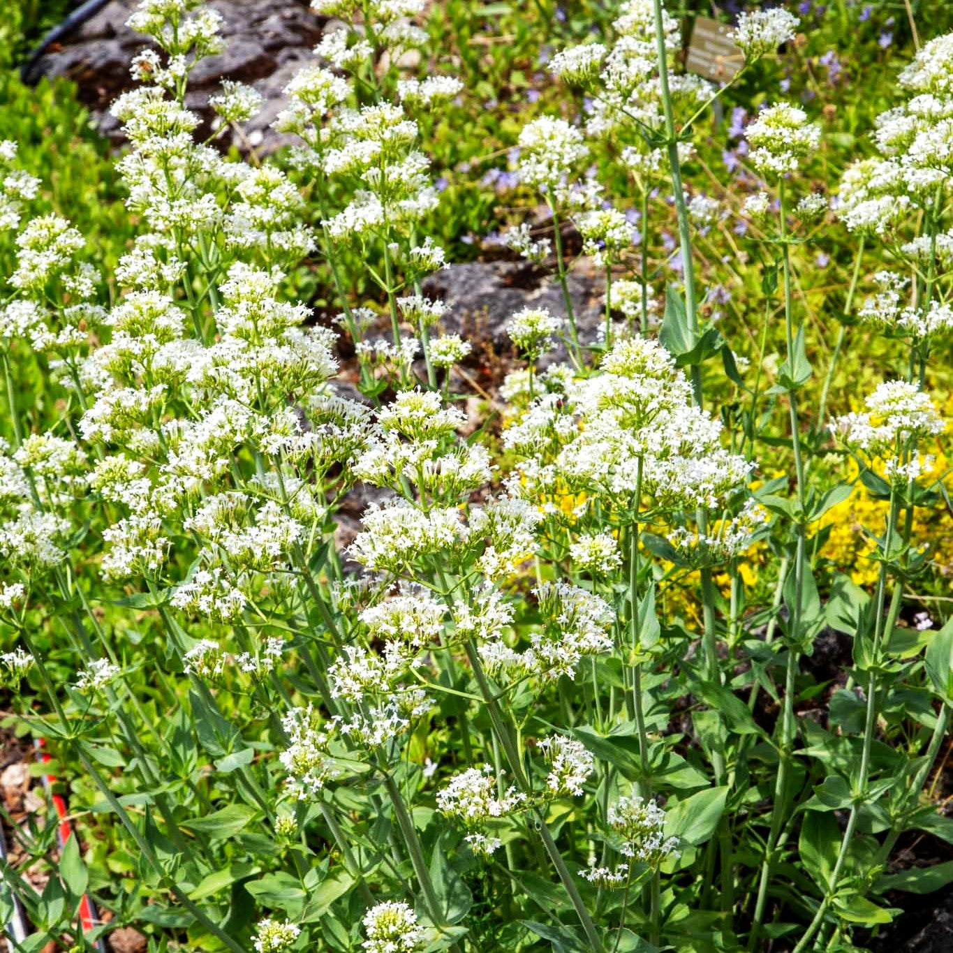 Weißblühende Spornblume 'Albus' (Centranthus ruber)