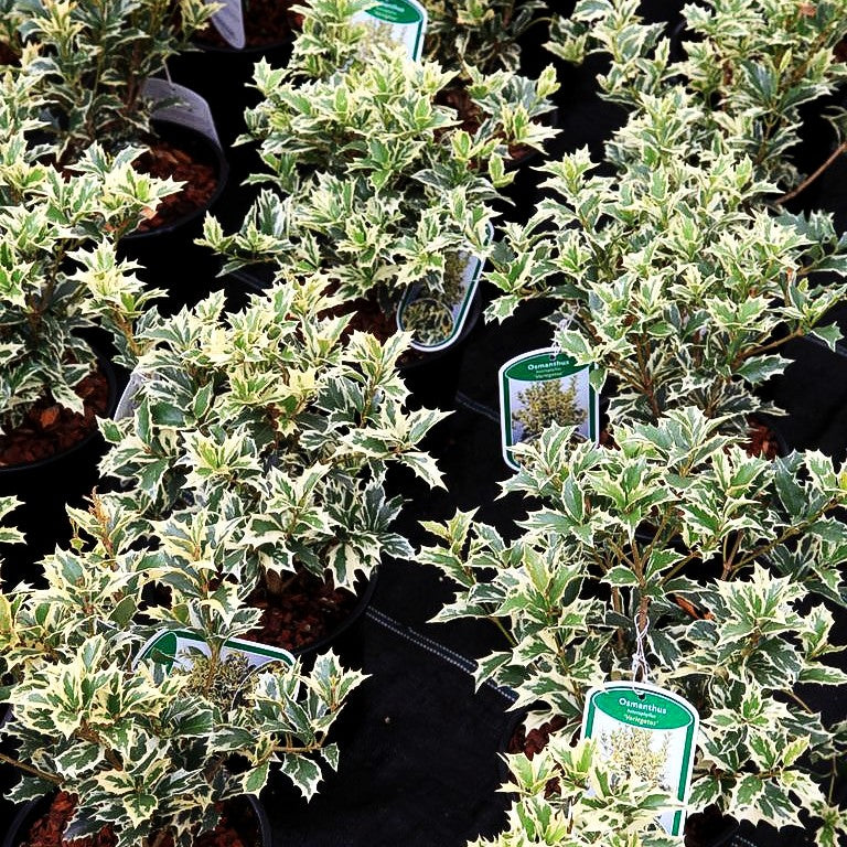 Weißbunte Duftblüte 'Variegatus' (Osmanthus heterophyllus)