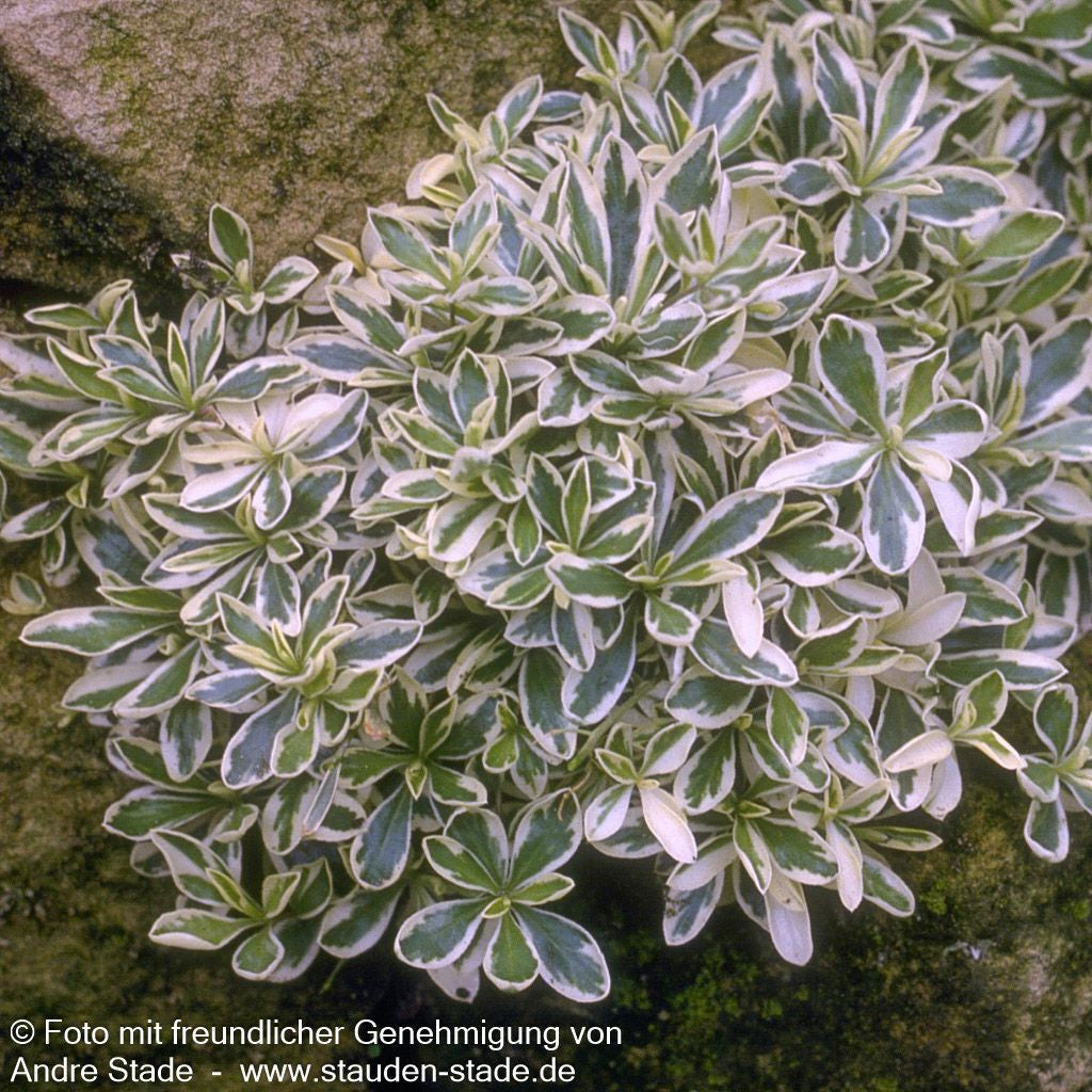 Weißbunte Gänsekresse 'Variegata' (Arabis ferdinandi-coburgii)