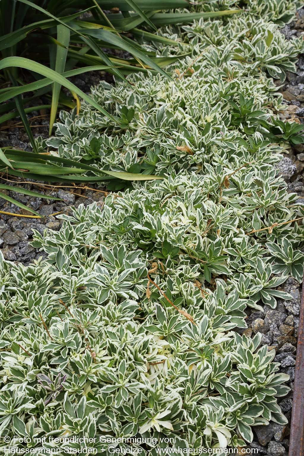 Weißbunte Gänsekresse 'Variegata' (Arabis ferdinandi-coburgii)