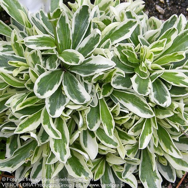 Weißbunte Gänsekresse 'Variegata' (Arabis ferdinandi-coburgii)