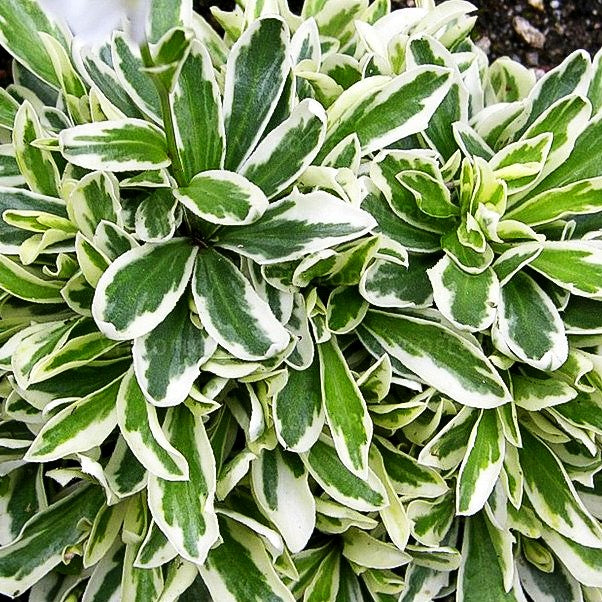 Weißbunte Gänsekresse 'Variegata' (Arabis ferdinandi-coburgii)