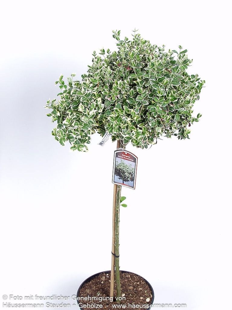 Weißbunte Kriechspindel 'Emerald Gaiety' (Euonymus fortunei)