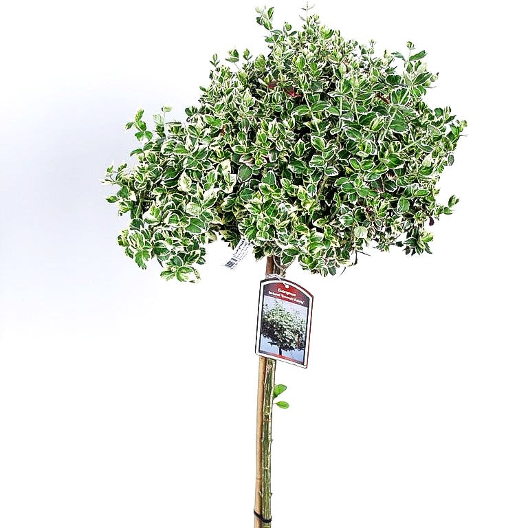 Weißbunte Kriechspindel 'Emerald Gaiety' (Euonymus fortunei)