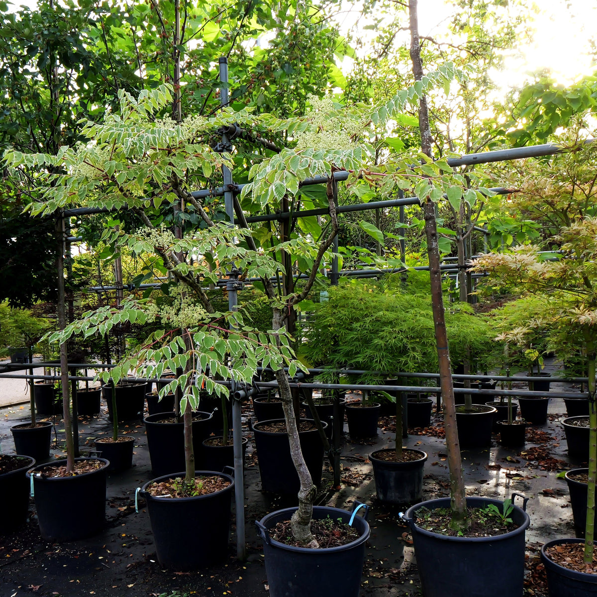 Weißbunte Stachel-Aralie 'Variegata' (Aralia elata)