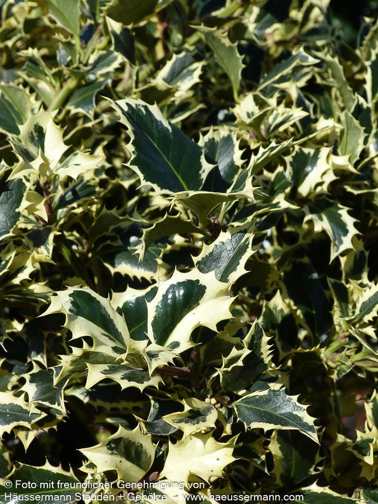 Weißbunte Stechpalme 'Argentea Marginata' (Ilex aquifolium)