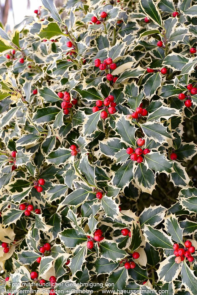 Weißbunte Stechpalme 'Argentea Marginata' (Ilex aquifolium)