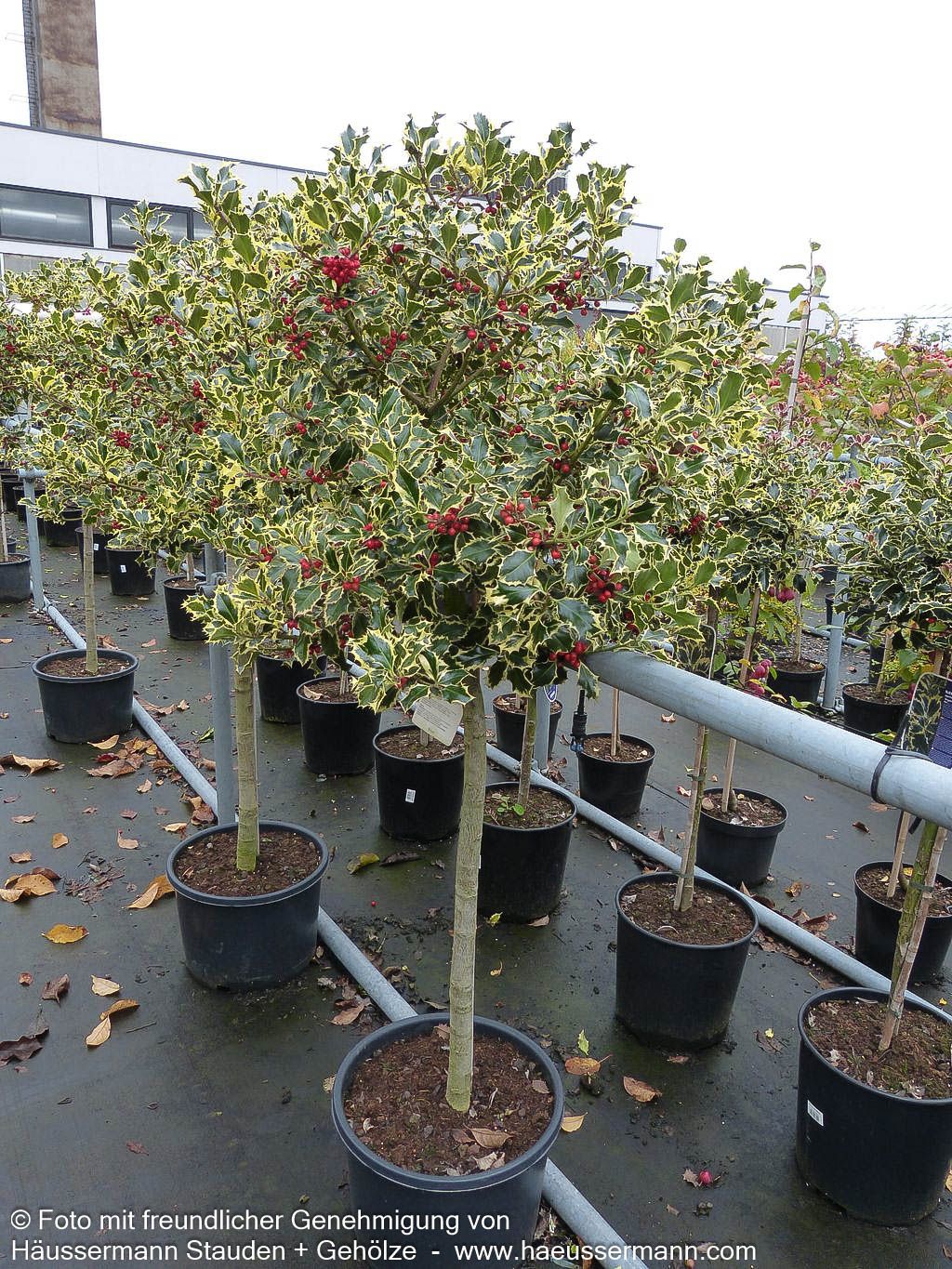 Weißbunte Stechpalme 'Argentea Marginata' (Ilex aquifolium)