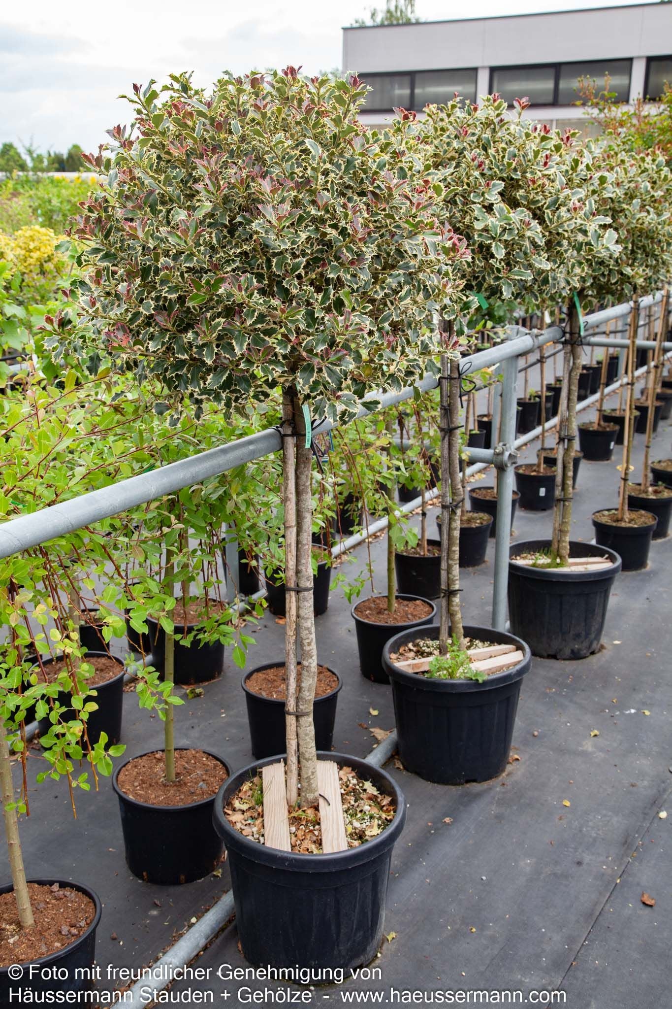 Weißbunte Stechpalme 'Argentea Marginata' (Ilex aquifolium)