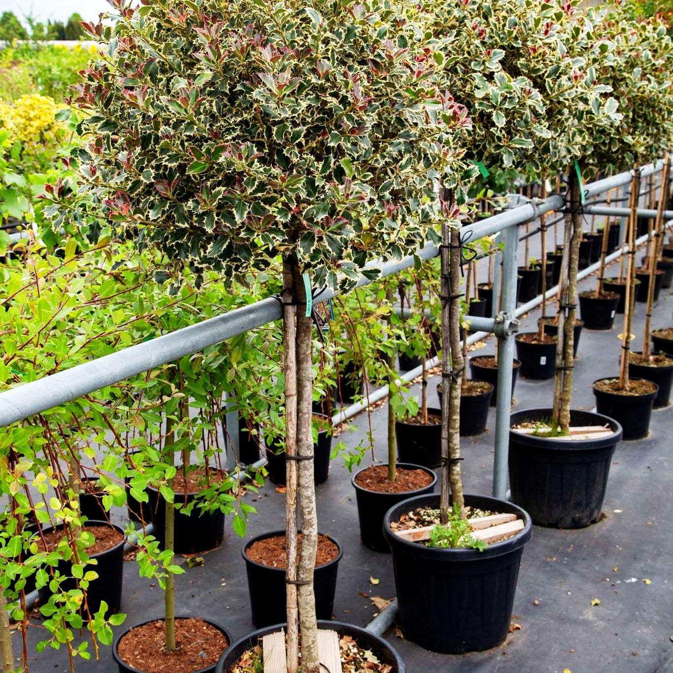 Weißbunte Stechpalme 'Argentea Marginata' (Ilex aquifolium)