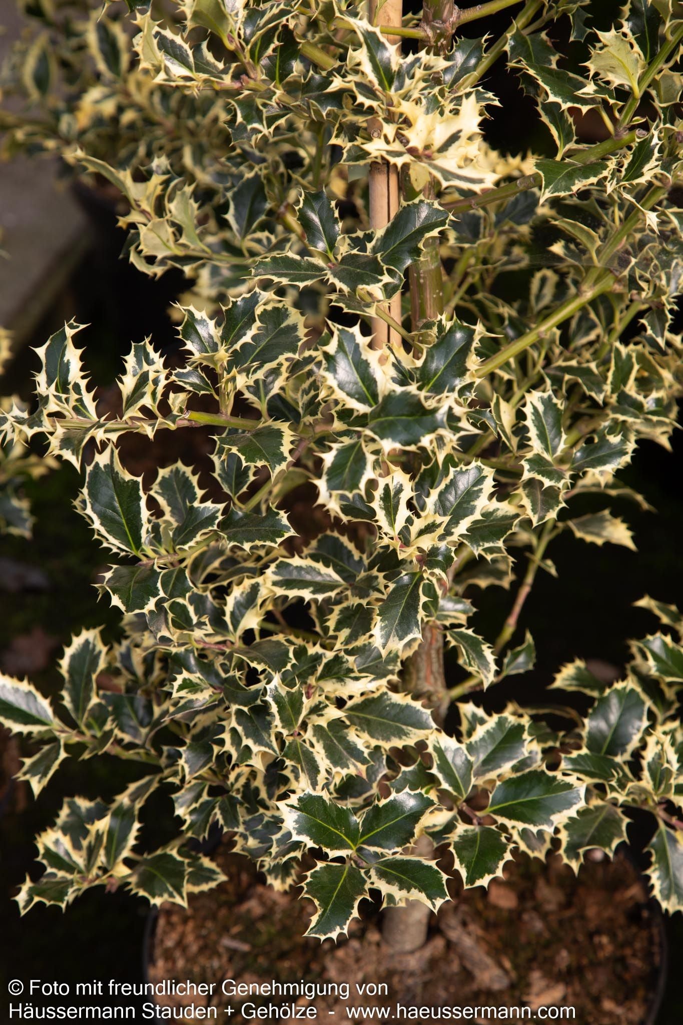 Weißbunte Stechpalme 'Argentea Marginata' (Ilex aquifolium)