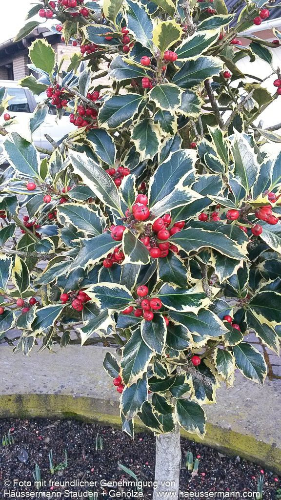 Weißbunte Stechpalme 'Argentea Marginata' (Ilex aquifolium)