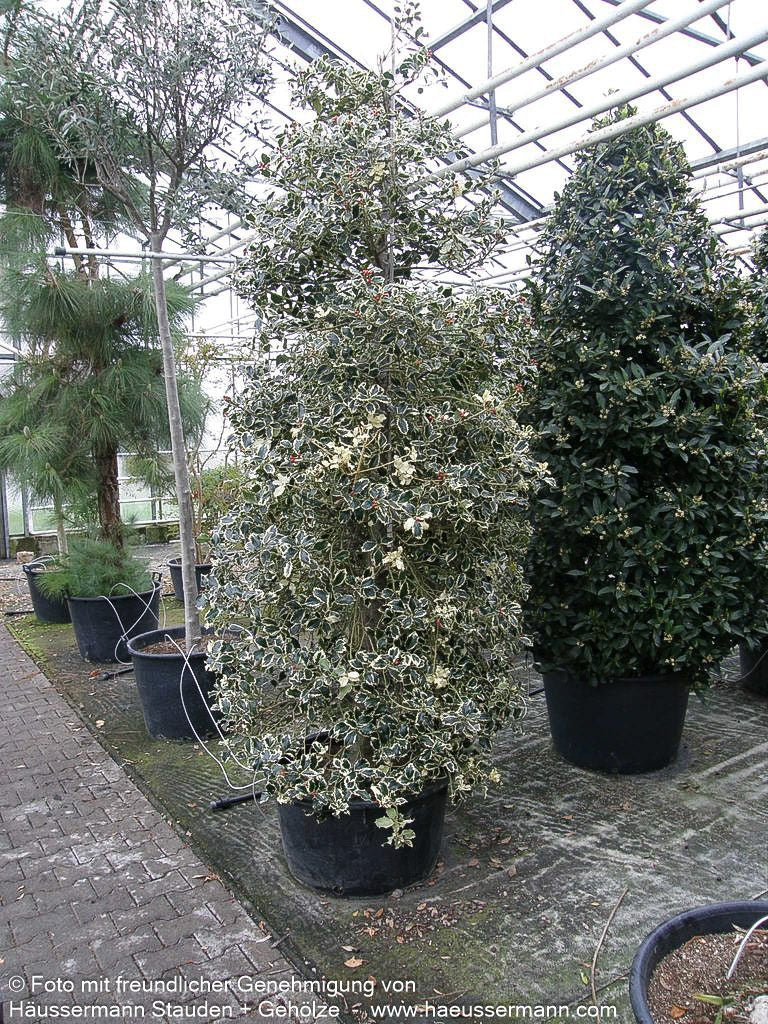 Weißbunte Stechpalme 'Argentea Marginata' (Ilex aquifolium)