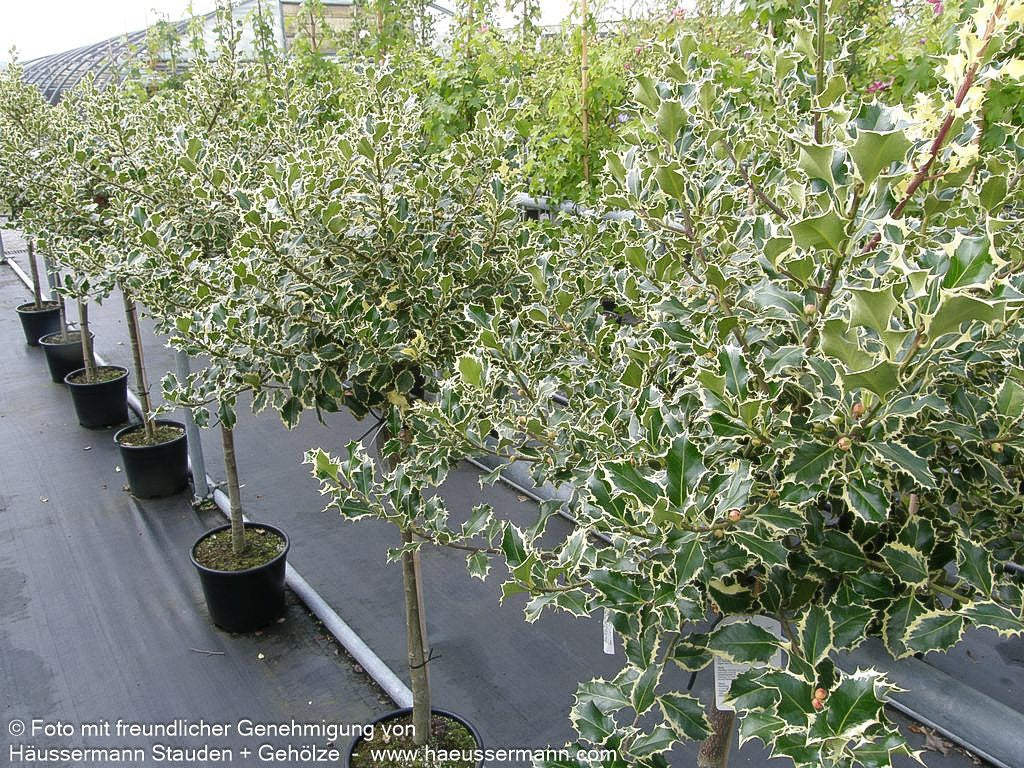 Weißbunte Stechpalme 'Argentea Marginata' (Ilex aquifolium)
