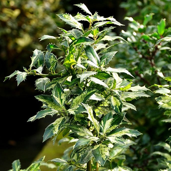 Weißbunte Stechpalme 'White Cream' (Ilex aquifolium)