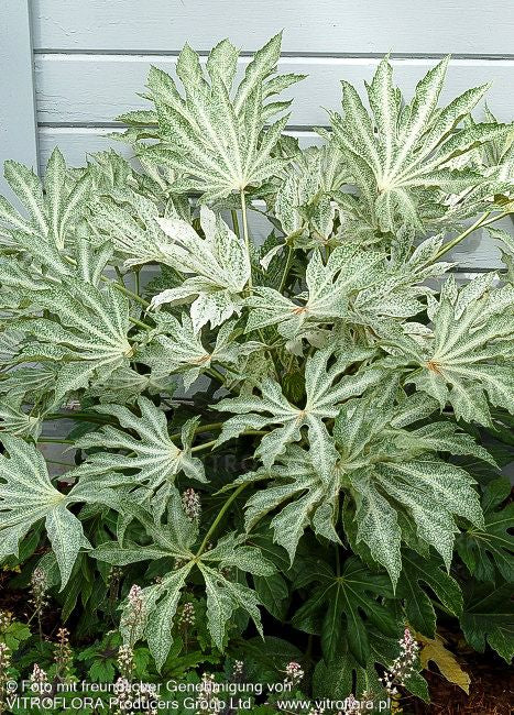 Weißbunte Zimmeraralie 'Spider's Web' (Fatsia japonica)