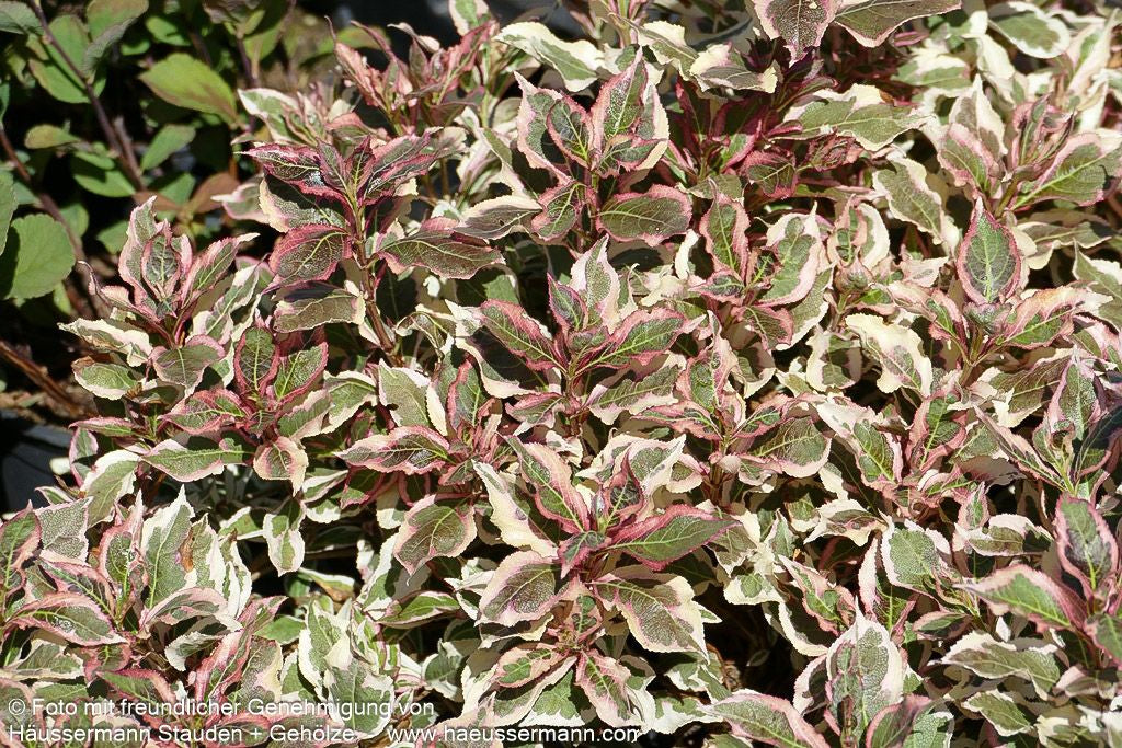 Weißbunte Zwerg-Weigelie 'All Summer Monet' (Weigela florida)