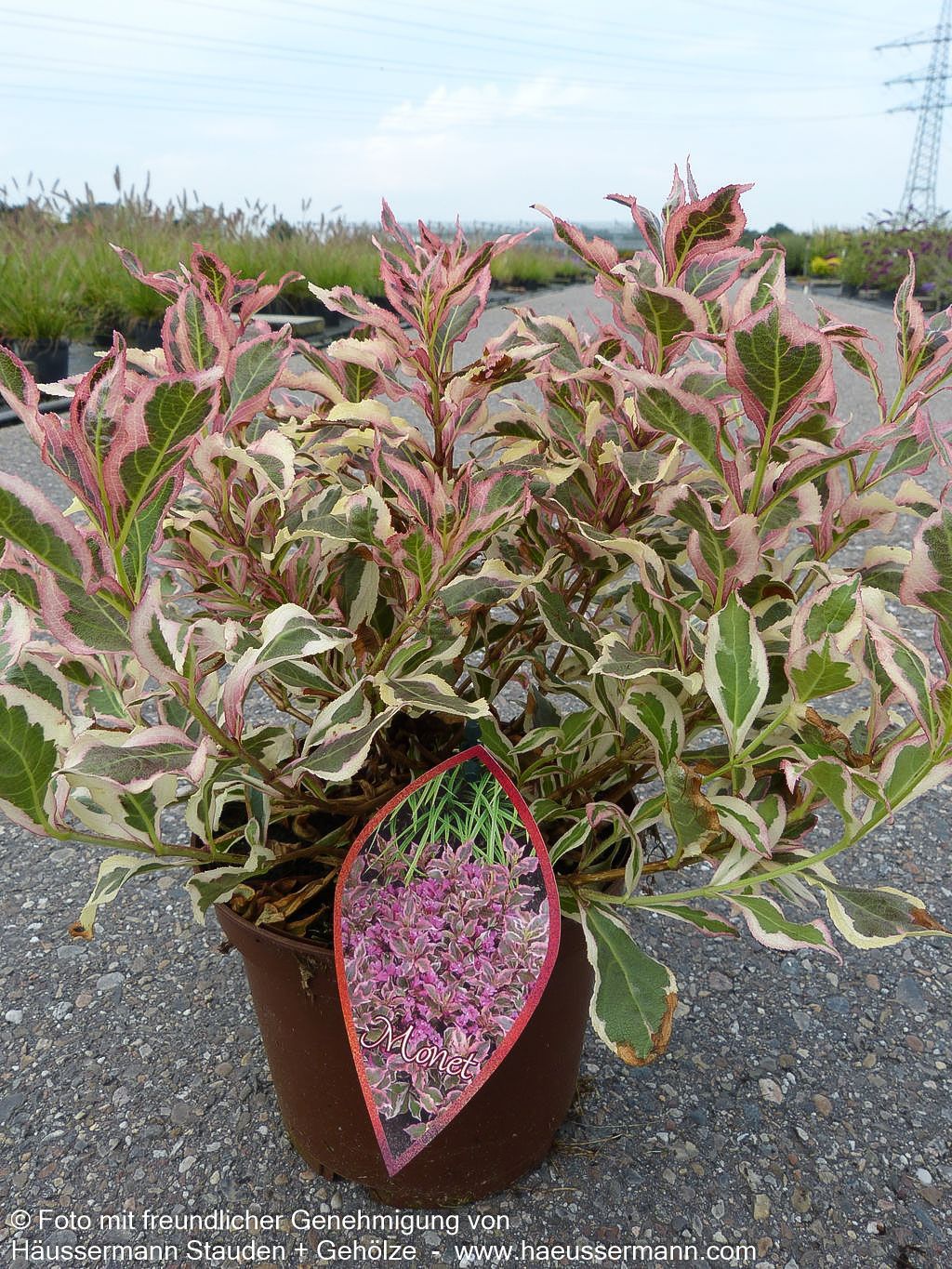 Weißbunte Zwerg-Weigelie 'All Summer Monet' (Weigela florida)