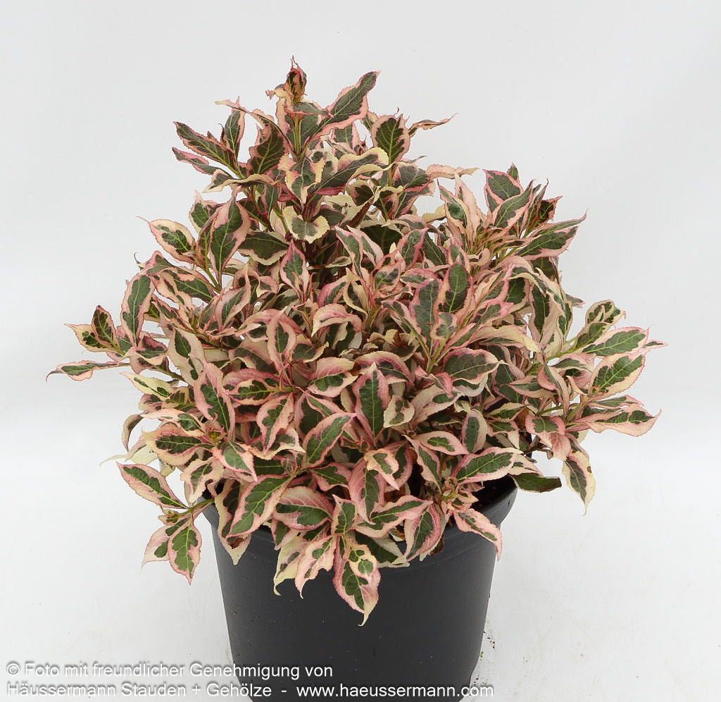Weißbunte Zwerg-Weigelie 'All Summer Monet' (Weigela florida)