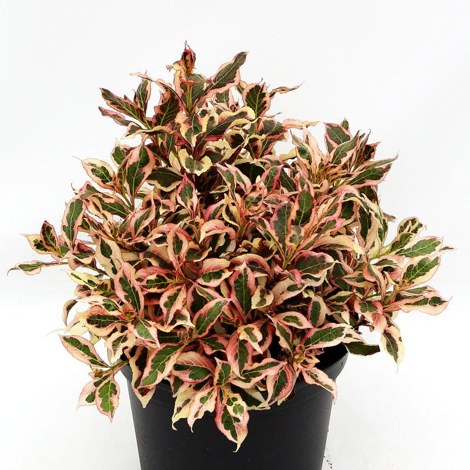Weißbunte Zwerg-Weigelie 'All Summer Monet' (Weigela florida)